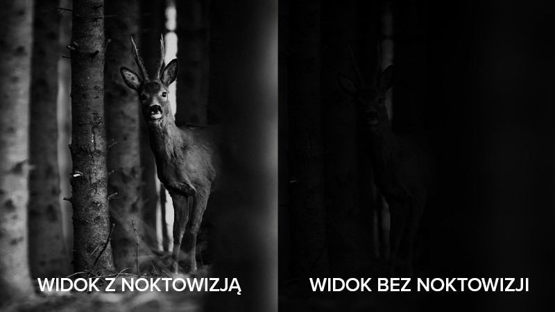 Nocny łowca